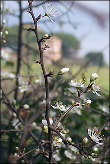 Anteprima - Clicca per ingrandire